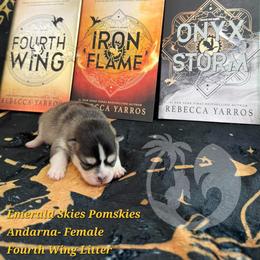 Andarna - Tri-color female Pomsky puppy in Sumter, South Carolina from Emerald Skies Pomskies