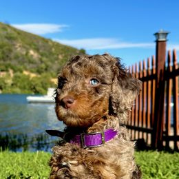 Aussiedoodle Puppies from Redwood Aussiedoodles