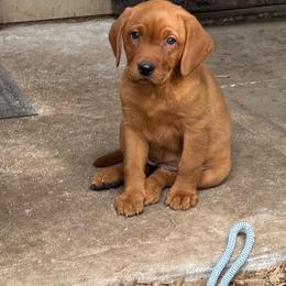 Cherry - Yellow female Labrador Retriever puppy in Tigard, Oregon from Morrison Labrador Retreivers