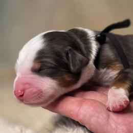 Brownie - Merle male Bernedoodle puppy in Mc Gaheysville, Virginia from Doting Doodles