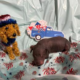 Jumanji - Black male Xoloitzcuintli puppy in Manitowoc, Wisconsin from Wonderland Kennel
