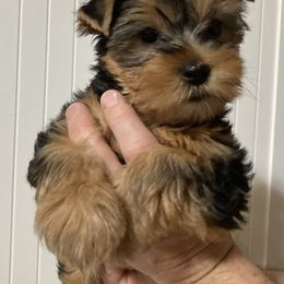 Assorted Doodle Crosses, Double Doodle, Maltipoo, Morkie, and Yorkipoo Puppies from Danza Bolo