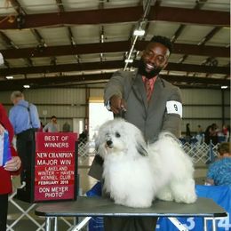 Tiger - Havanese