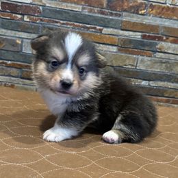 Boy 2 - Black and tan male Pembroke Welsh Corgi puppy in Visalia, California from VIP Stables