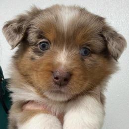 Uriah - Red merle female Miniature Australian Shepherd puppy in Midway, Texas from L Bar W Aussie Ranch