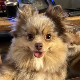 Mitzi - Pomeranian