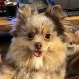 Mitzi - Pomeranian