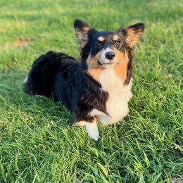 American Corgis from AB Corgis