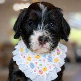 Isabella - Tri-color female Bernedoodle puppy in Yuciapa, California from AlltheDoodlez_