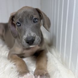 Gidget - Blue female Great Dane puppy in Hutchinson, Kansas from Dappled Danes