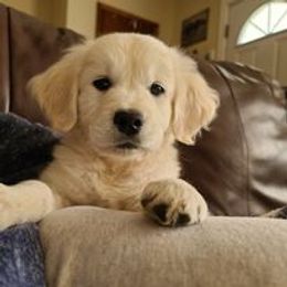 Golden Retriever Puppies from Smokey Mountain English Goldens