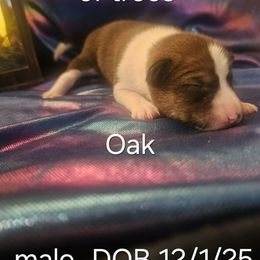 Oak - Red and white male Basenji puppy in New Providence, Pennsylvania from Buck Iron Stables Kennel