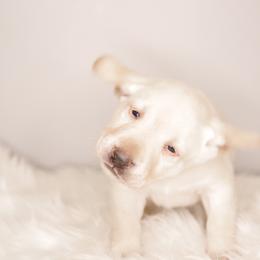 Labrador Retriever Puppies from AGL Retrievers