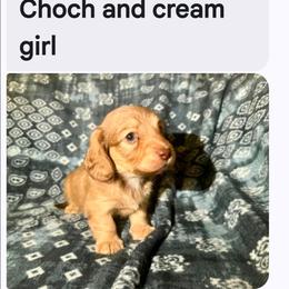 Female 3 - Chocolate and cream female Dachshund puppy in Snow Camp, North Carolina from V's Southern Angels