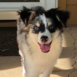 Miniature Australian Shepherds from Wheeler's Wiggle Bottoms