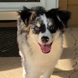 Miniature Australian Shepherds from Wheeler's Wiggle Bottoms
