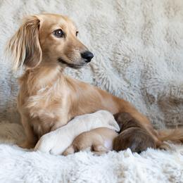 Dachshund Puppies from CTX Doxies