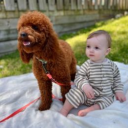 Cavapoo puppies from Duke’s Forever Doodles