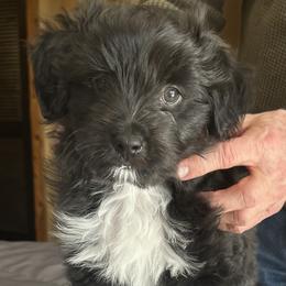 Absolute de La Rive - Black male Pyrenean Shepherd puppy in Ripley, Ohio from La Rive Pyr Sheps LLC
