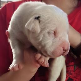 Boy 3 - White male Dogo Argentino puppy in Morgan Hill, Pennsylvania from De la Fuerza De Dios
