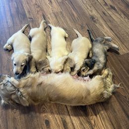 Dachshund Puppies from Honey Creek Dachshunds