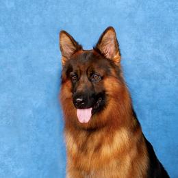 Yeti - German Shepherd