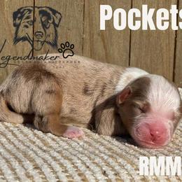 Miniature Australian Shepherd and Toy Australian Shepherd Puppies from Willow Lane Ranch