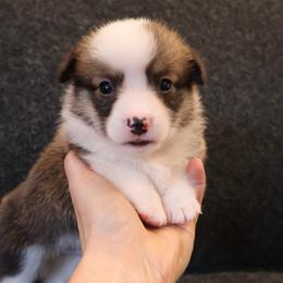 Smooch - Sable male Pembroke Welsh Corgi puppy in Arcanum, Ohio from Weissway Corgis