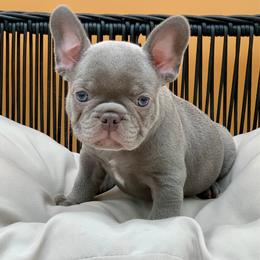 Louchi - Blue male French Bulldog puppy in Minneapolis, Minnesota from Flyazz Frenchies Kennels