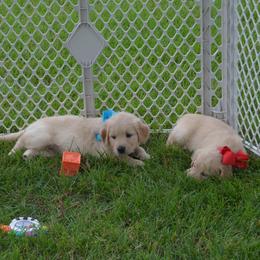 Betty (aqua collar) - Golden female Golden Retriever puppy in Webster City, Iowa from Whispering Pines Precious Puppies