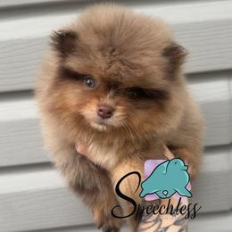 Rapunzel- 5500.00 dollars - Chocolate merle female Pomeranian puppy in Perry County, Ohio from Speechless Pom’s