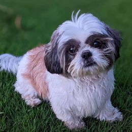 Shih Tzus from Terri's Shih Tzus