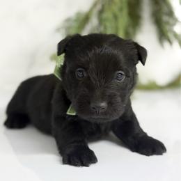 Reed - Black male Scottish Terrier puppy in Mount Joy, Pennsylvania from K&M Kennel