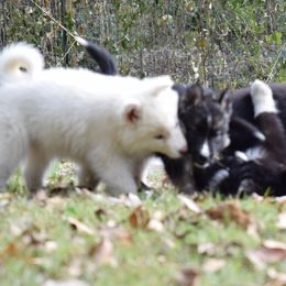 Siberian Husky Puppies from Dreamers Mile