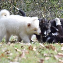 Siberian Husky Puppies from Dreamers Mile