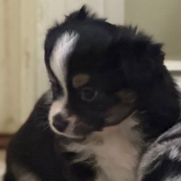 Burk - Black tri male Toy Australian Shepherd puppy in Arrington, Tennessee from Tumblin T Aussies and Aussiedoodles