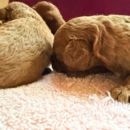 Axel - Red  male Poodle puppy in Colerain, North Carolina from Lisa's Poodles