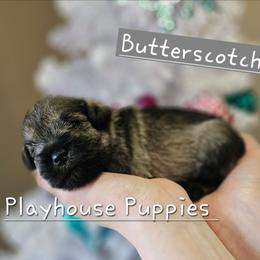 Butterscotch - Salt and pepper female Miniature Schnauzer puppy in Lebanon, Missouri from Playhouse Puppies