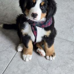 Bernese Mountain Dog Puppies from Purple Sage Puppies Bernese Mountain Dogs