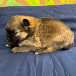 Laverne - Orange sable female Pomeranian puppy in Kosciusko, Mississippi from Prancing Poms