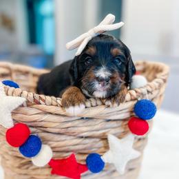 Sally - Tri-color female Bernedoodle puppy in Sulphur, Louisiana from Curly Q’s Of Carlyss