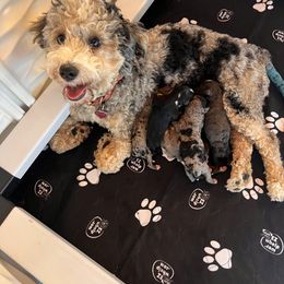 Haseley - Bernedoodle