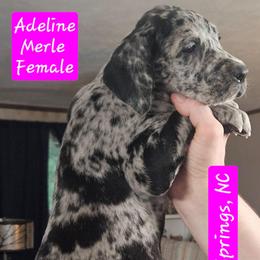 Adeline - Merle female Great Dane puppy in Biscoe, North Carolina from Clouser's Bodacious Danes & Miniature Schnauzers