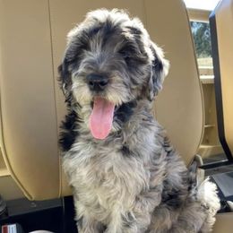 Baylee - Goldendoodle