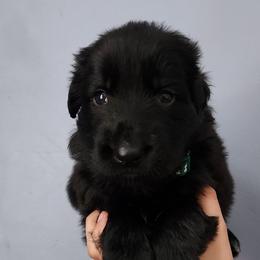 Theo - Black male German Shepherd puppy in White Cloud, Michigan from Von WestLynn German Shepherds