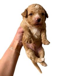 Red Boy - Apricot male Goldendoodle puppy in Hot Springs, Arkansas from Hot Springs Kennels