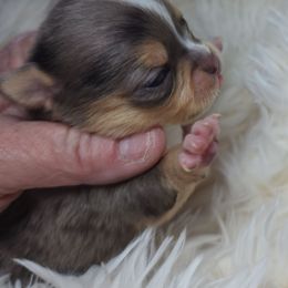 Areli - Merle male Chihuahua puppy in Tremonten, Utah from Qu-Te's Chihuahuas