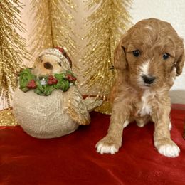 Boy 1 - Apricot male Cavapoo puppy in Nampa,, Idaho from Clig Doodle Days