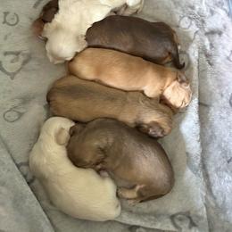Clear Cream - Cream female Dachshund puppy in Swanton, Ohio from Mighty But Mini Dachshunds