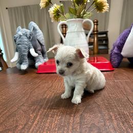 Samuel(Adams) - Cream male Chihuahua puppy in Ochlocknee, Georgia from High Cotton Chihuahuas